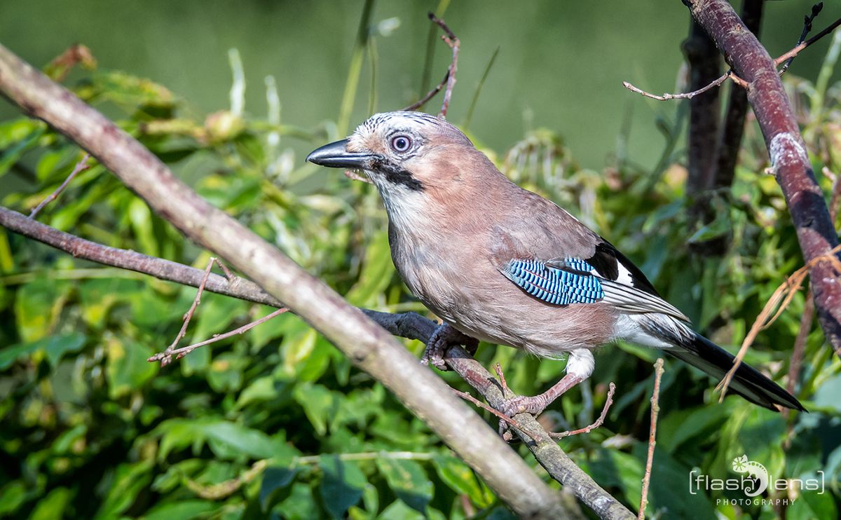 gartenvoegel