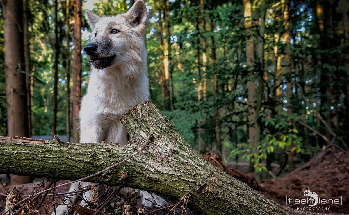 wolfcenter doerverden