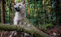 wolfcenter doerverden