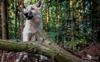 wolfcenter doerverden