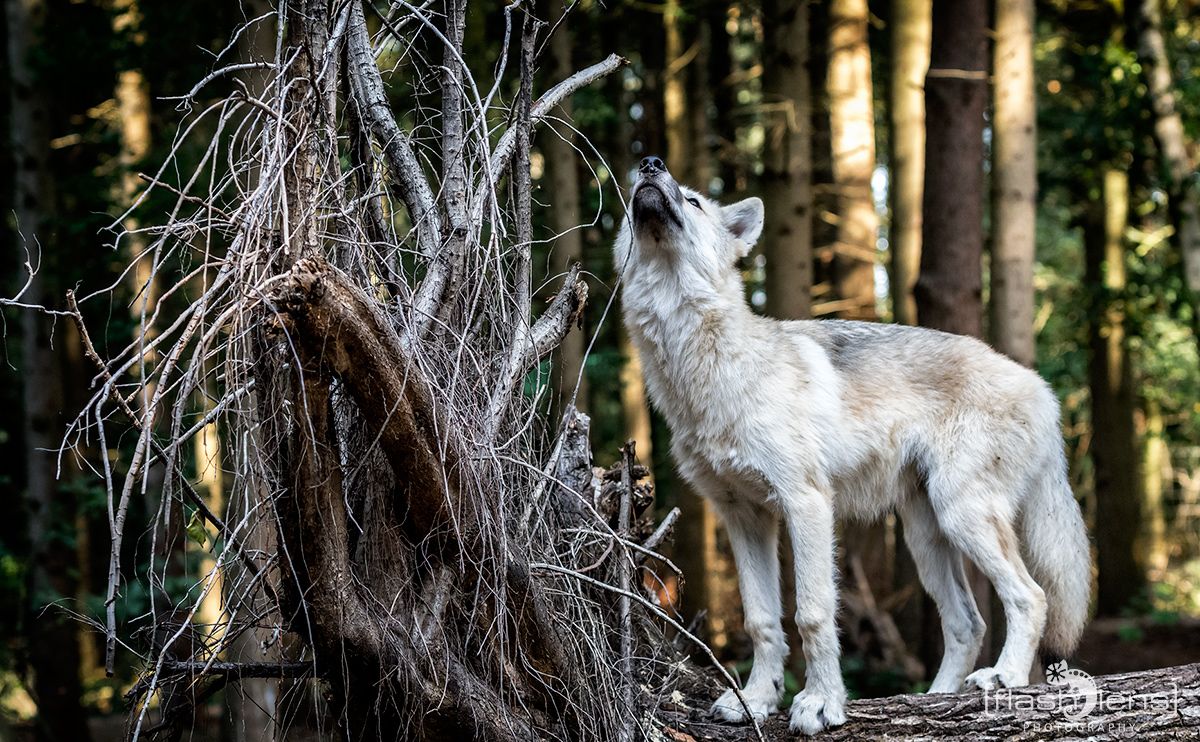 wolfcenter doerverden