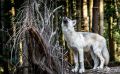 wolfcenter doerverden