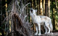 wolfcenter doerverden