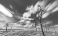 noir flohay