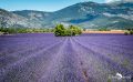 provence 2020
