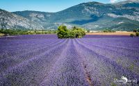 provence 2020
