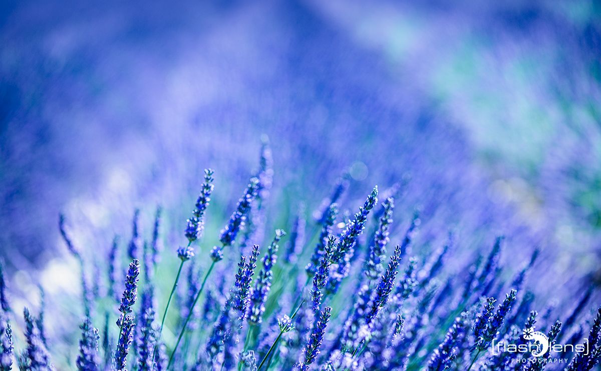 provence 2020