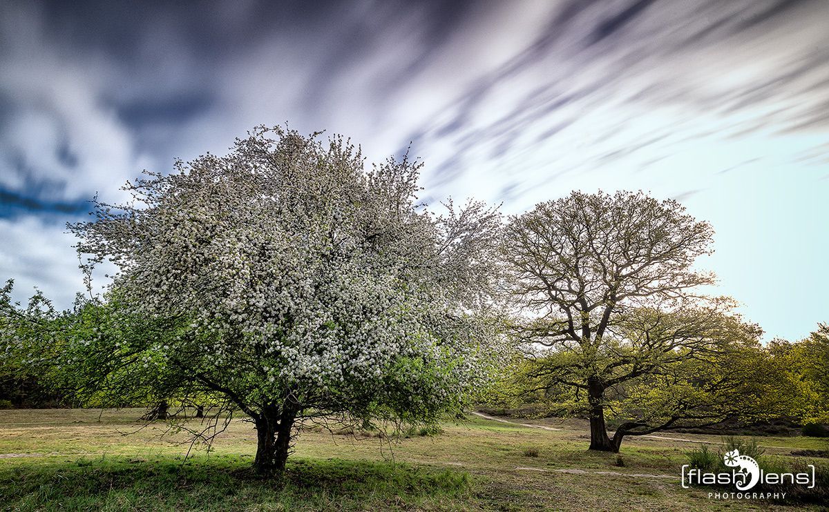 wahner heide