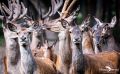 wildpark gangelt