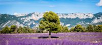 02 haute provence