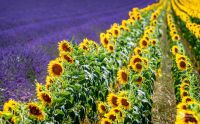 02 haute provence