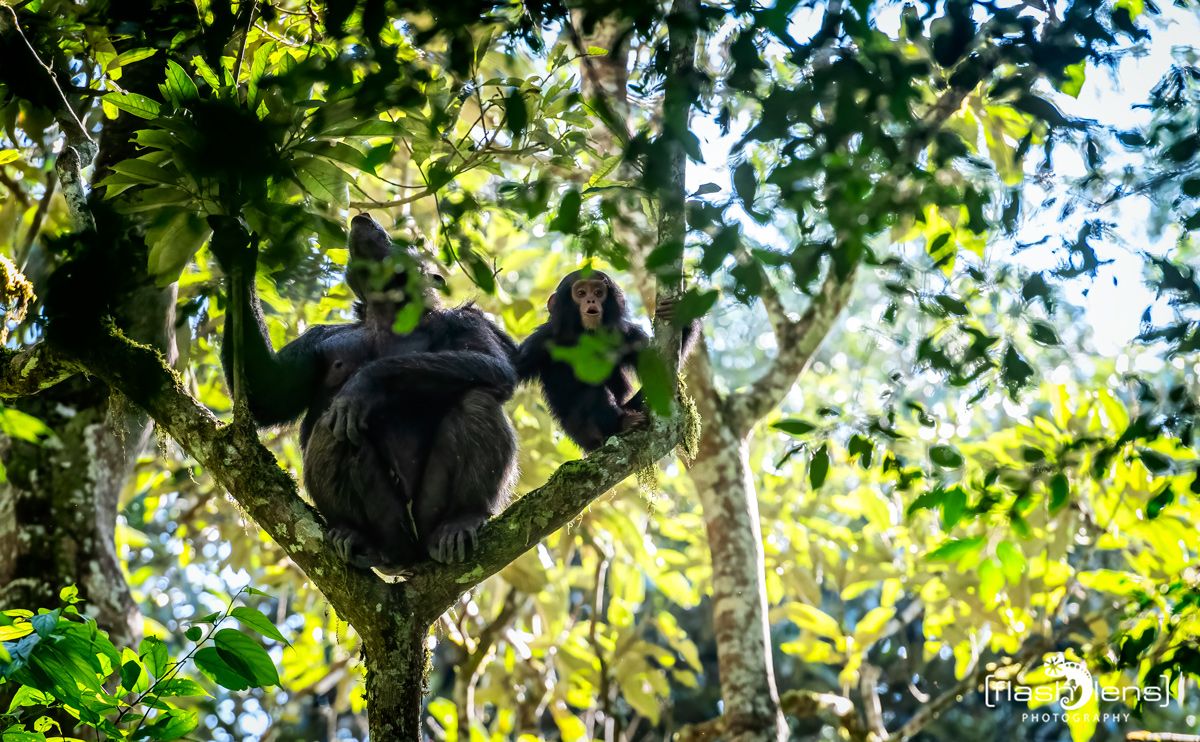 04 kibale forest