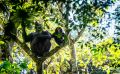 04 kibale forest