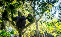 04 kibale forest