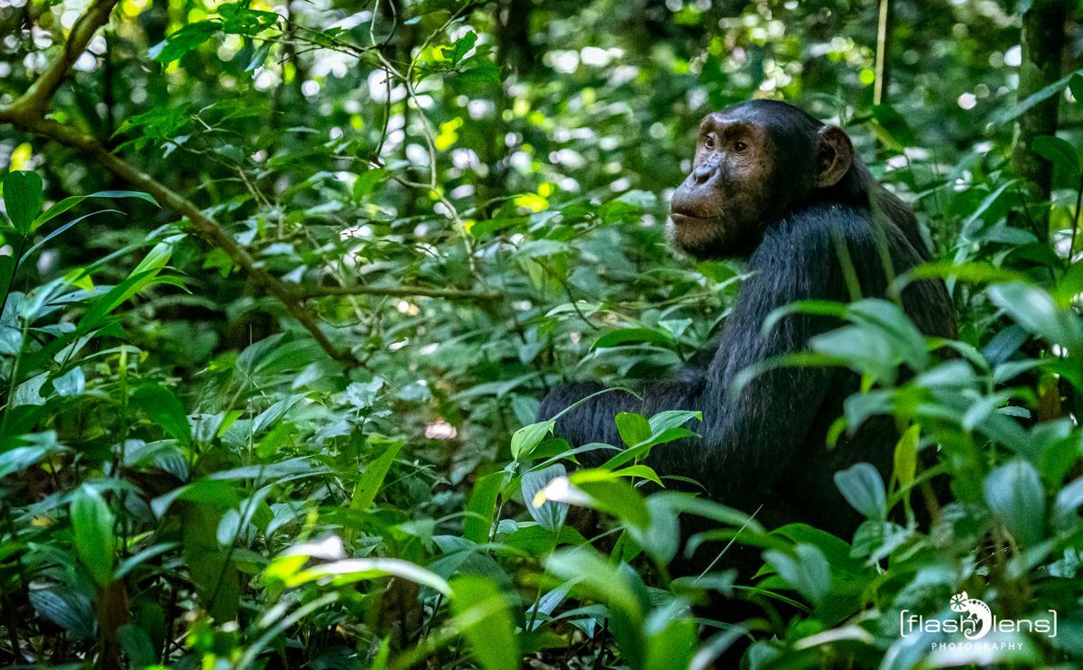 04 kibale forest
