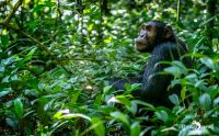 04 kibale forest