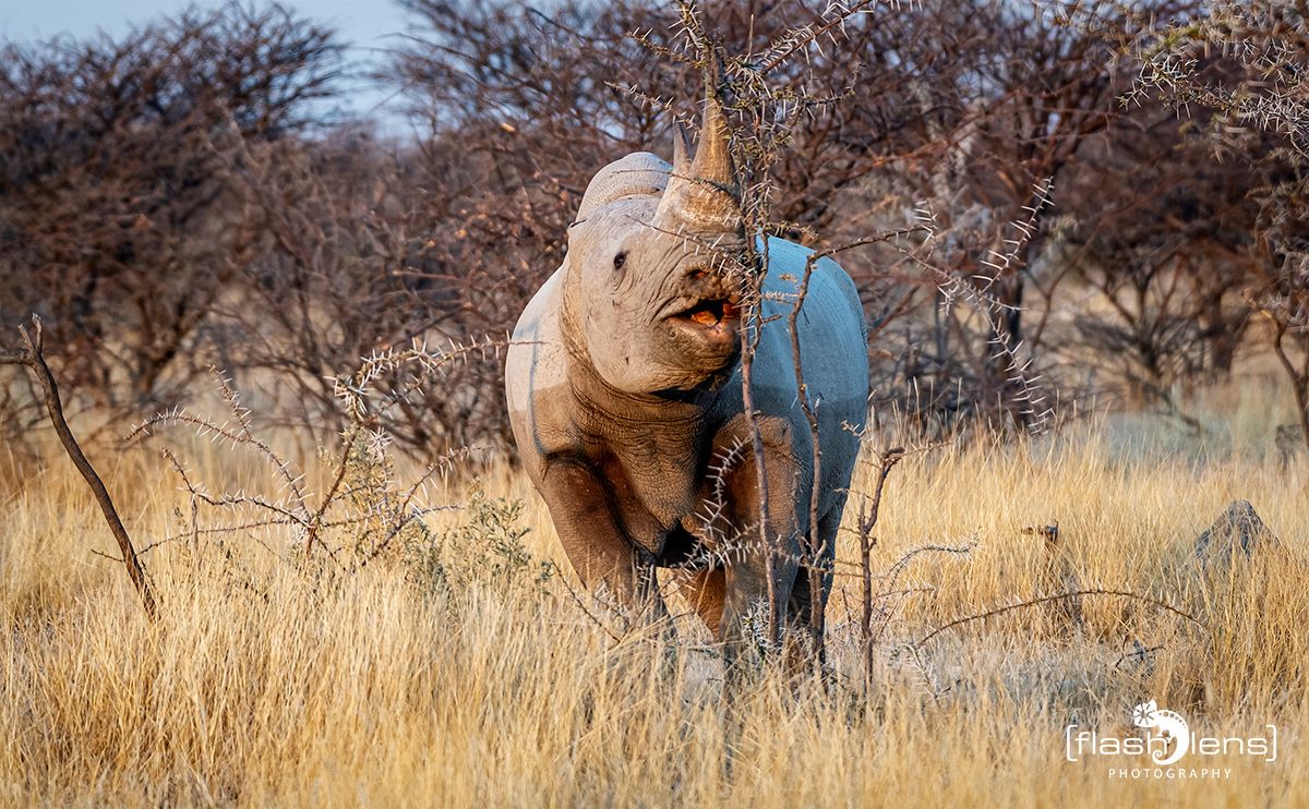 etosha