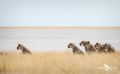 etosha