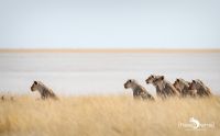 etosha