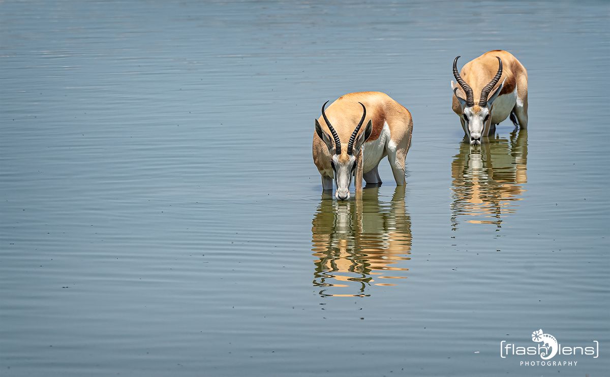 etosha