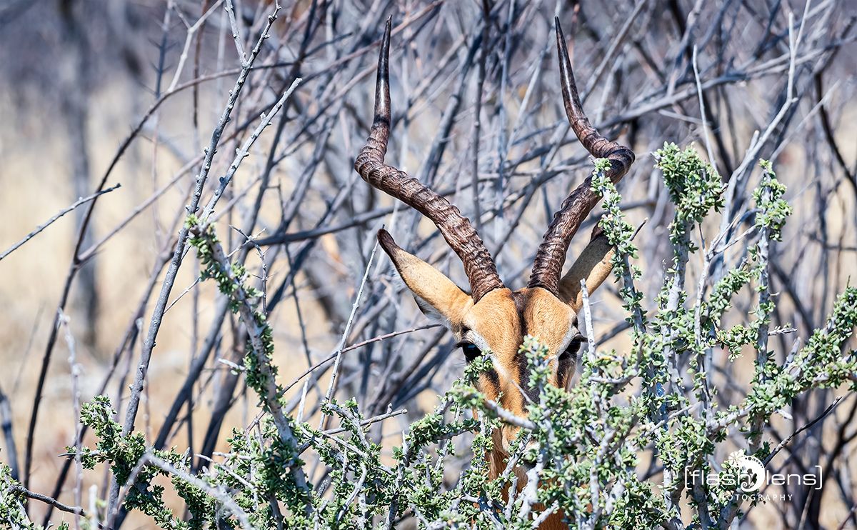 etosha