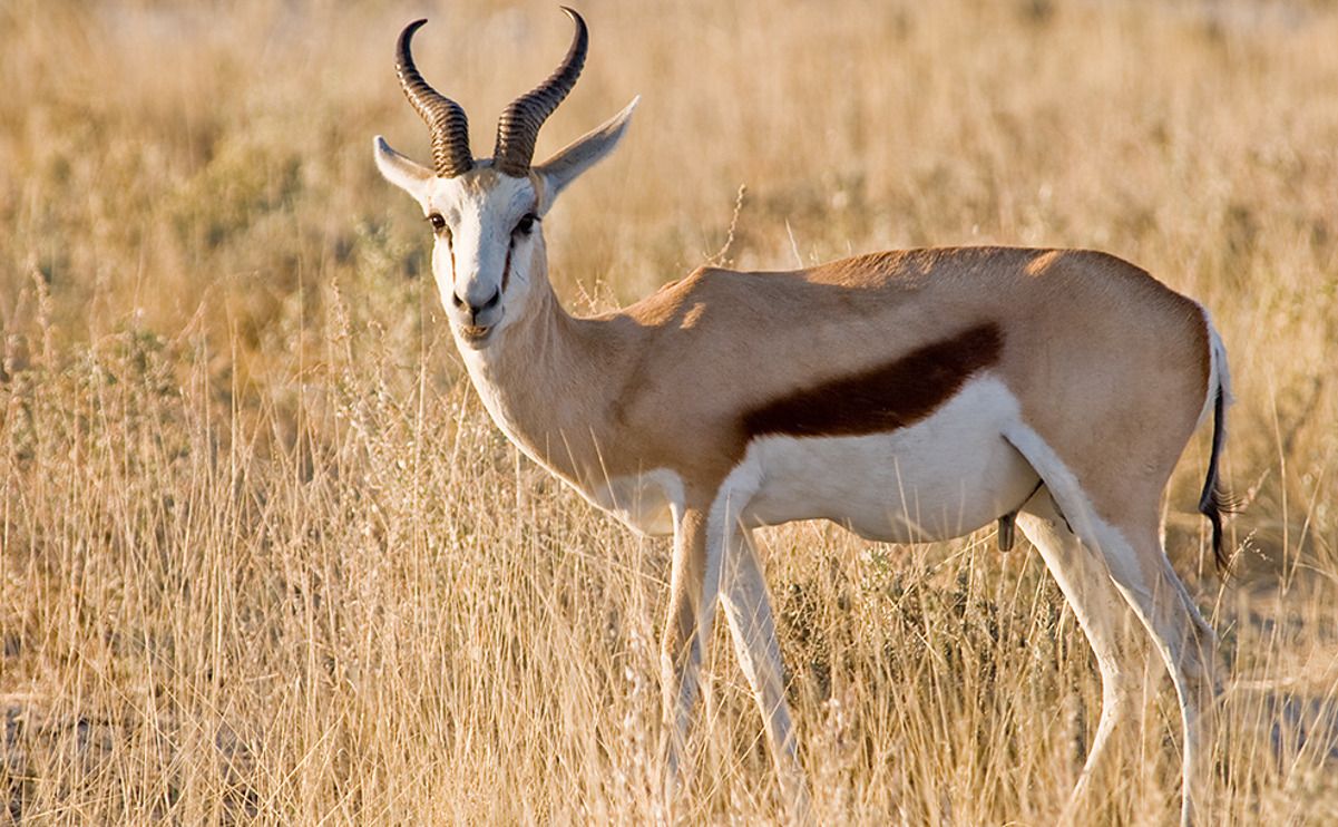 02 etosha