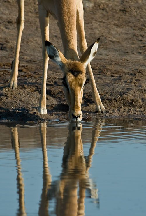 02 etosha