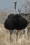 02 etosha
