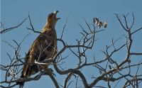 02 etosha