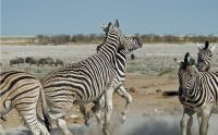 02 etosha