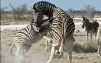02 etosha