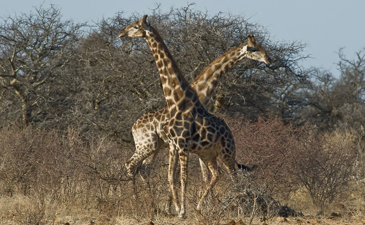 02 etosha