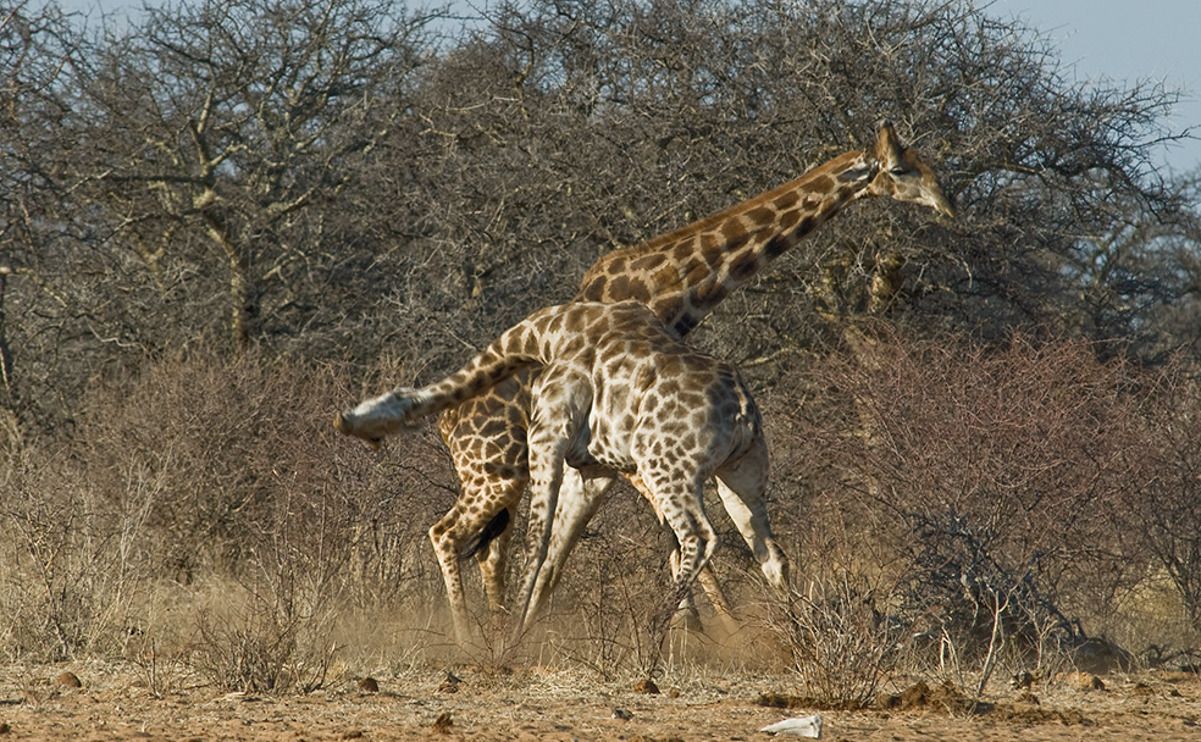 02 etosha