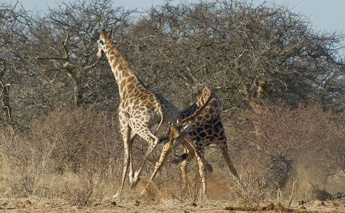 02 etosha