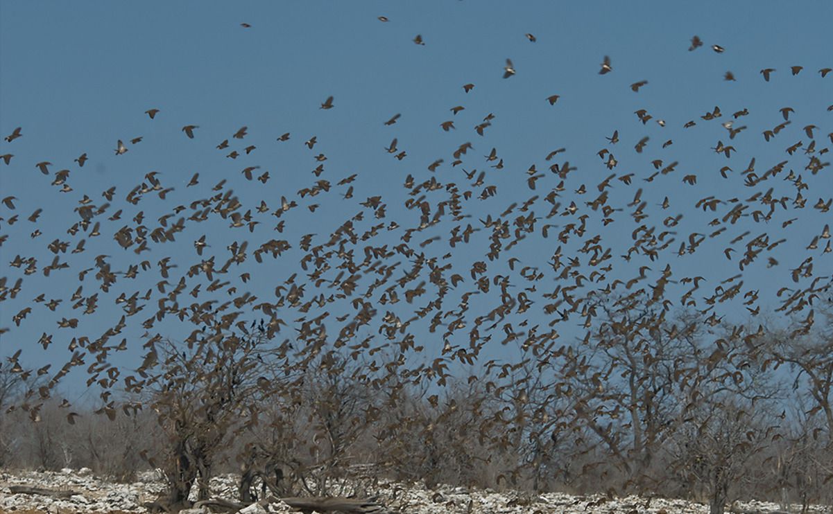 02 etosha