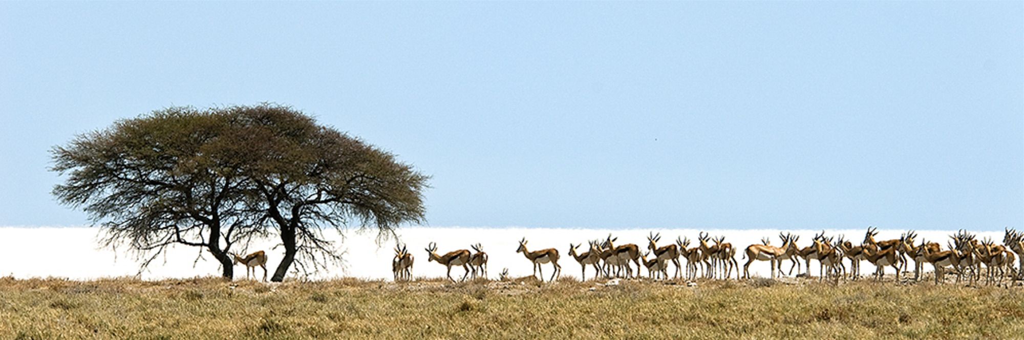 02 etosha