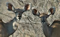 02 etosha