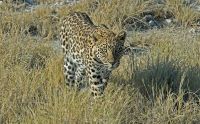 02 etosha