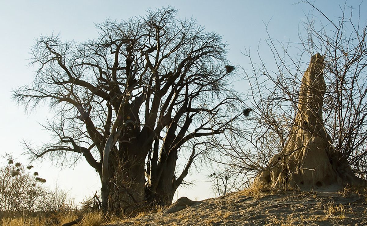 03 tsumkwe
