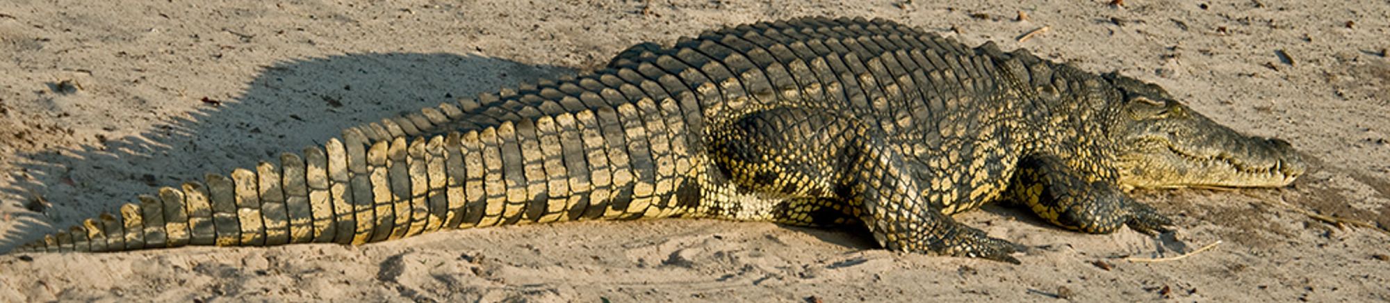08 chobe river