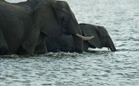 08 chobe river