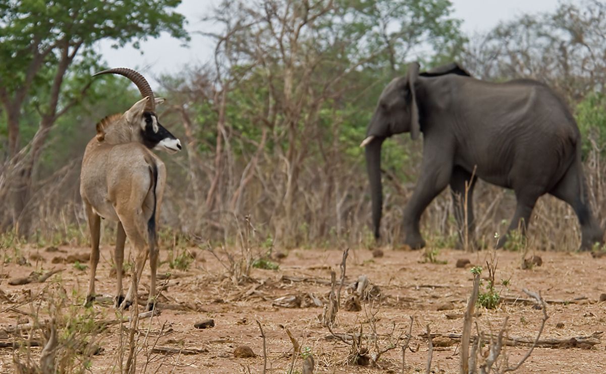 08 chobe river