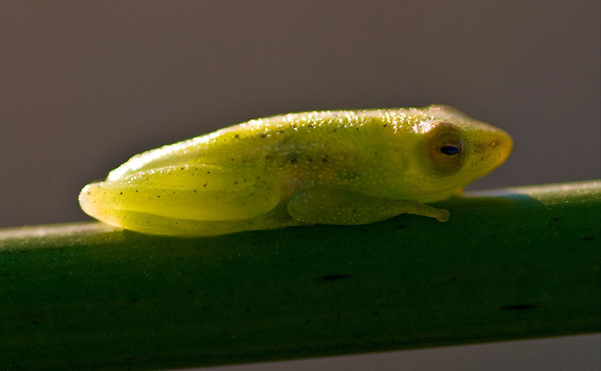 11 okavango delta