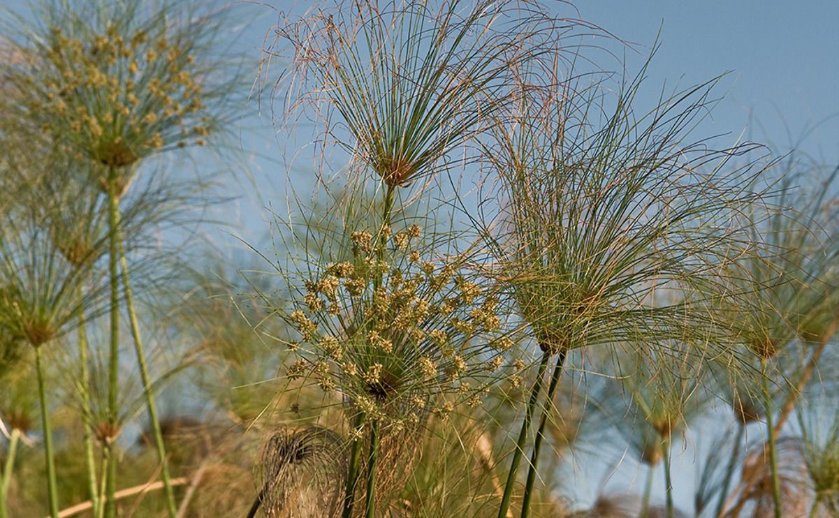 11 okavango delta