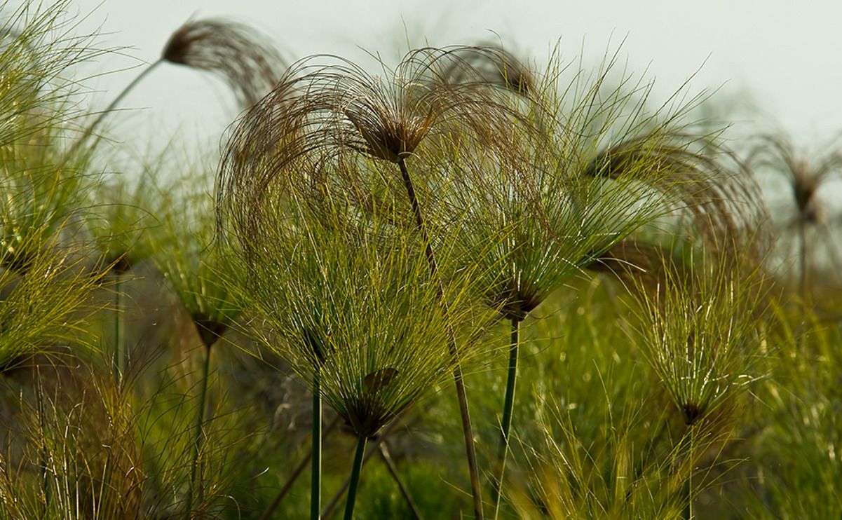 11 okavango delta