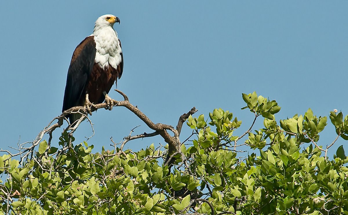 11 okavango delta