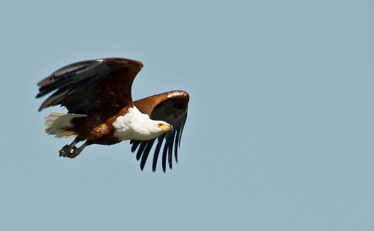 11 okavango delta