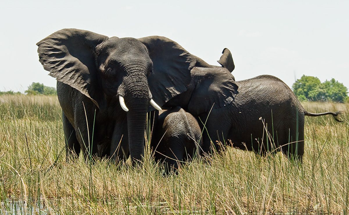 11 okavango delta