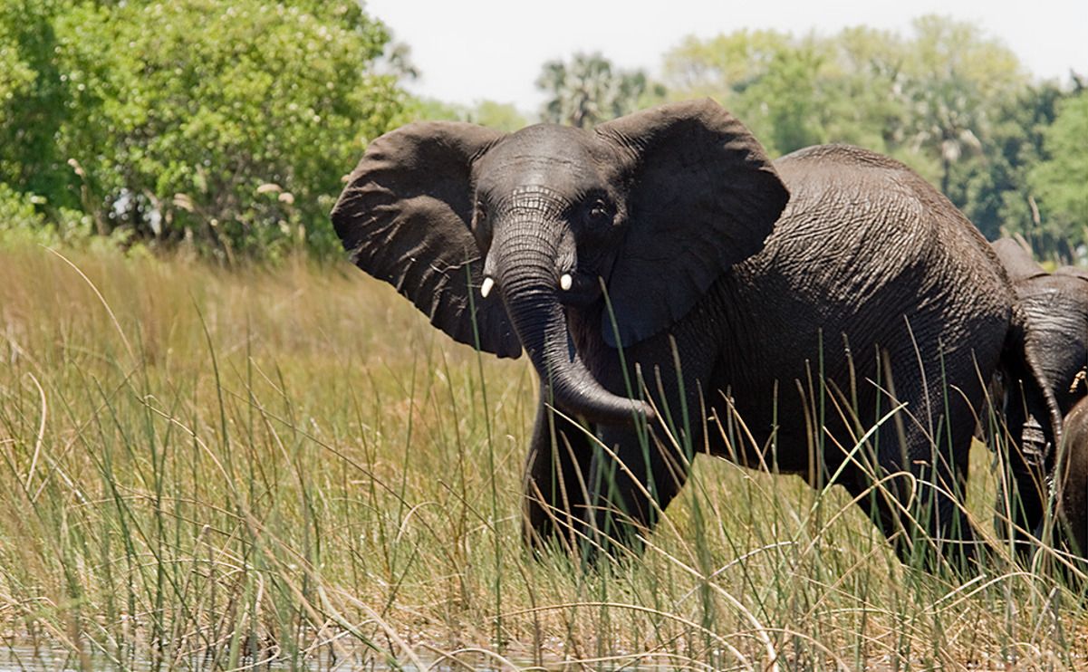 11 okavango delta