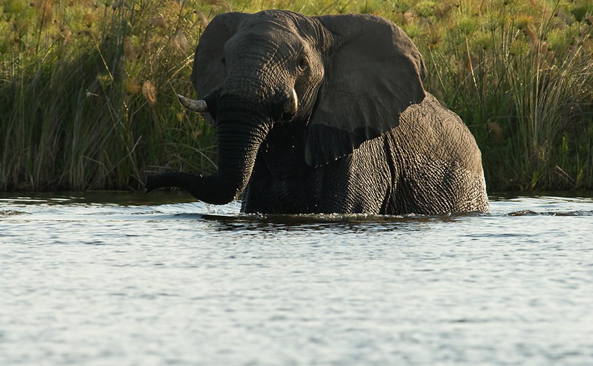 11 okavango delta